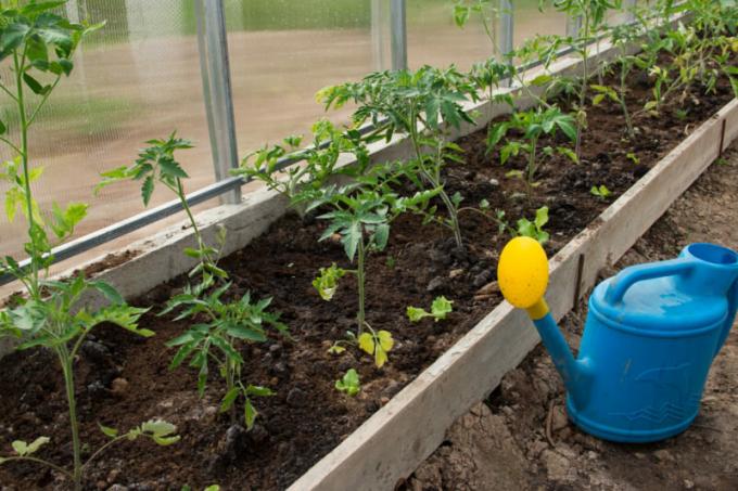 Landningen tomat plantor i växthuset. Illustration för en artikel används för en standardlicens © ofazende.ru