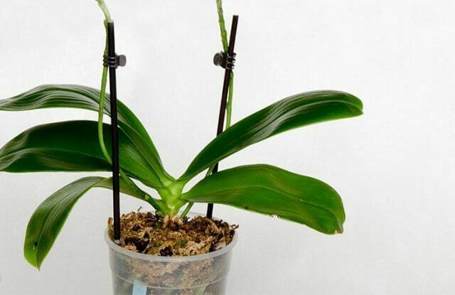 Orkidéer brast i våra liv och snabbt vunnit popularitet