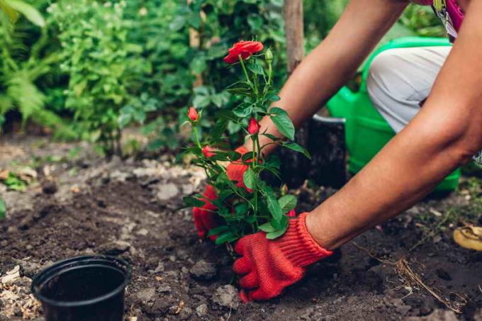 Hur att plantera rosor för nybörjare