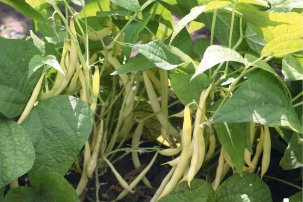 Hemligheter växande bönor i trädgården, med vilken du kan få en god skörd