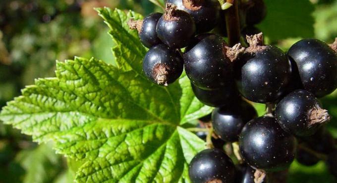 Vad bör göras med svarta vinbär nu: Endast två steg till den stora skörden