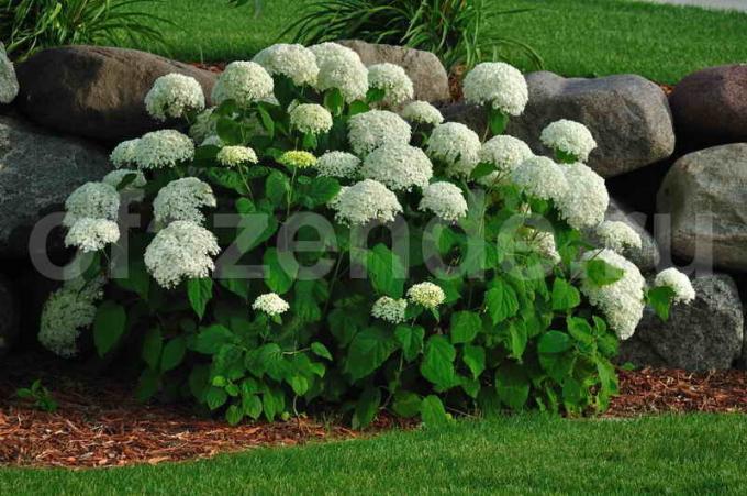 Vita hortensia buskar. Illustration för en artikel används för en standardlicens © ofazende.ru