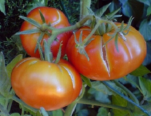 2 fel när de växer tomater, på grund av vilka frukterna börjar spricka