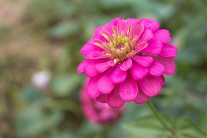 Vi odlar Zinnia: fem skäl till populariteten av blommor