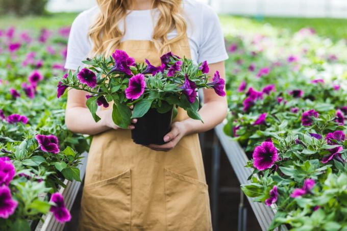 Hur nypa petunia att det blommade vacker?