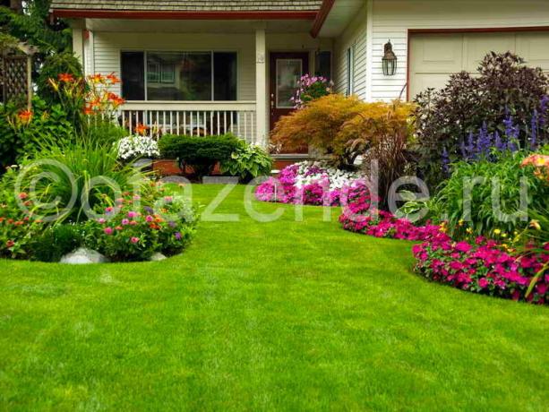Blommande gräsmattan framför huset med sina egna händer: Tips trädgårdsmästare