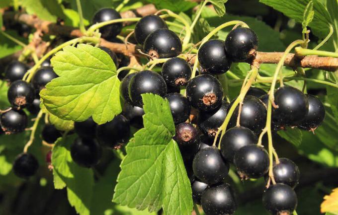 Utfodring för stora och söta svarta vinbär