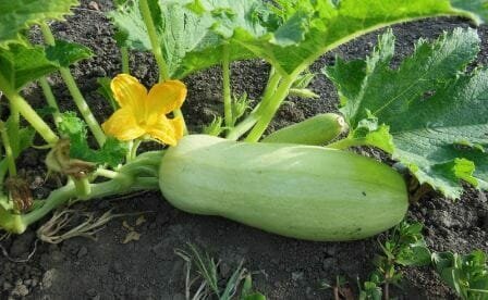Hur att växa en zucchini? Landning, vård, skörd, plantering och skörd datum