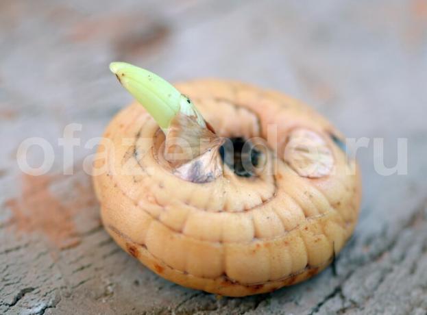 Hur man skär en glödlampa av en Gladiolus