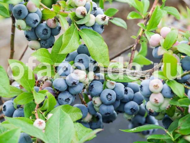 Plantering blåbär trädgårdsskötsel och särskilt på tomten