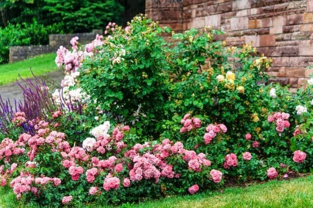 Hur man skapar en elegant blomma bädd av rosor - val av sorter, regler vård