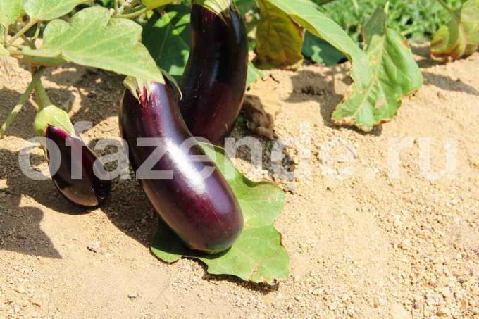 Växande aubergine. Illustration för en artikel används för en standardlicens © ofazende.ru