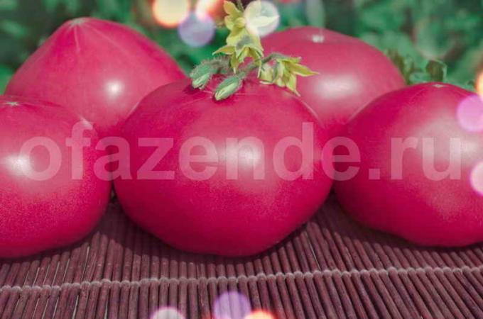 Vintage rosa tomater. Illustration för en artikel används för en standardlicens © ofazende.ru