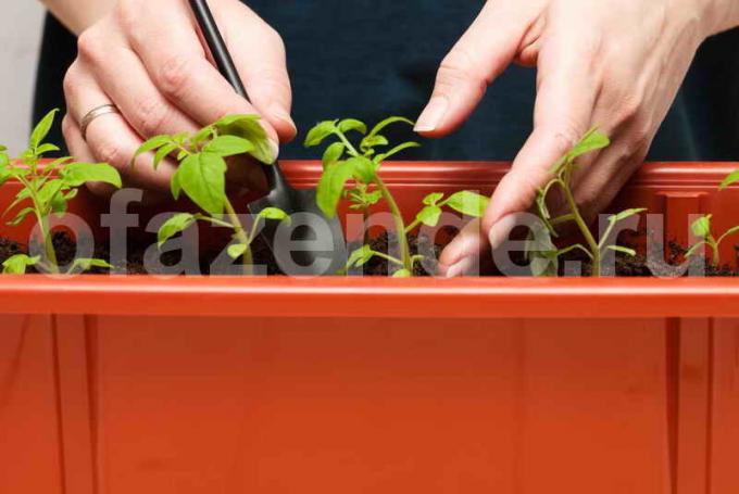 Tomatplantor. Illustration för en artikel används för en standardlicens © ofazende.ru