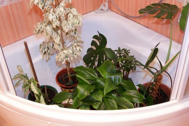 Varma duschar för krukväxter: avslöjar hemligheterna