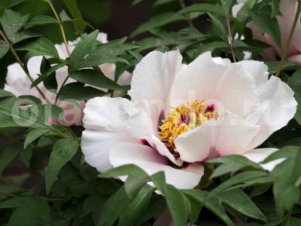 Pioner bleknat - vad göra? blomsterhandlare fel