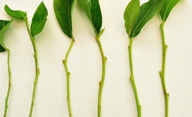 Personlig erfarenhet: hur man propagera växter gröna sticklingar trudnoukorenyaemye