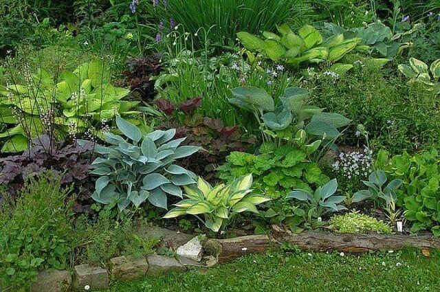 Shady blomsterträdgård i din trädgård: avslöja hemligheter växa