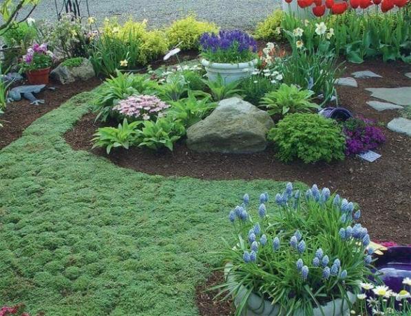 En matta av ground växter: blomning gräsmatta alternativ - Tips trädgårdsmästare