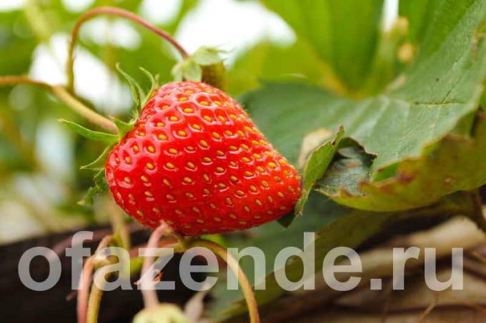 Tio funktioner växande jordgubbar friland