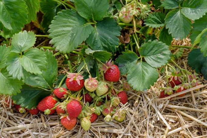 Enkla sätt att samla fler bäddar av jordgubbar