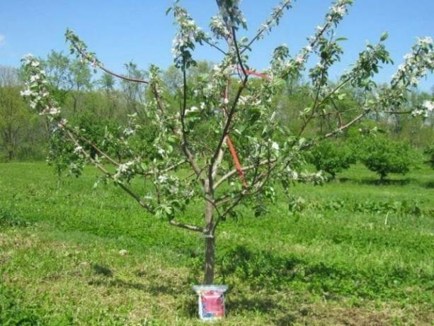 Det treåriga äppelträd. Blooms, men inte frukt