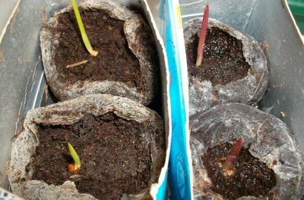 Babe gladiolus kan planteras i öppen mark på en enda blomma bädd samtidigt som de större lökar. Det tillåtet att odla dem i krukor fyllda med sand, humus jord och torv.