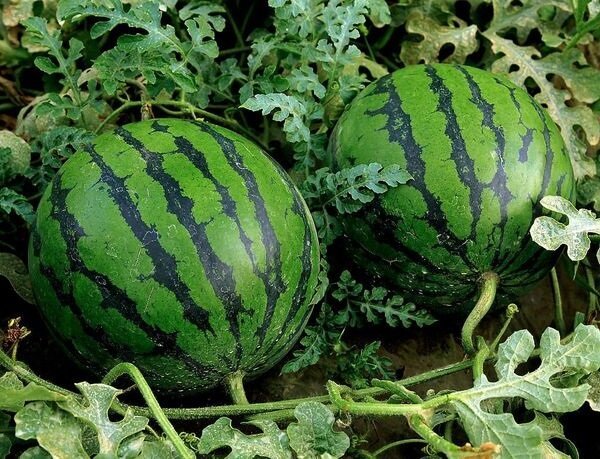 Hur man odlar vattenmeloner i landet och få en god skörd