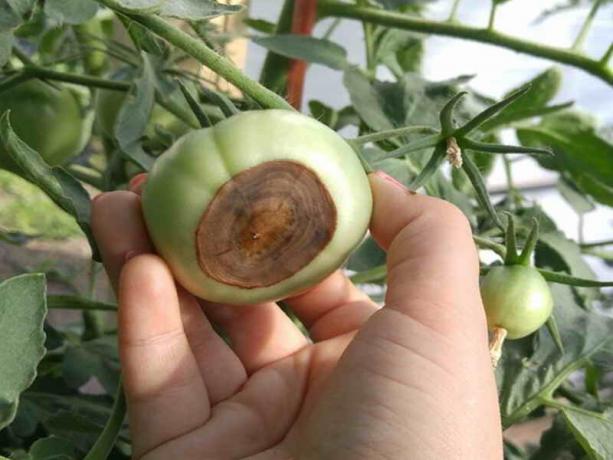 Hur kan man förhindra uppkomsten av vegetabiliska tomter apikala röta tomater
