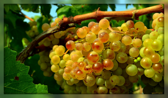 Som kompetent beskärning kommer att hjälpa dig att avsevärt öka utbytet av druvor per vinstockar