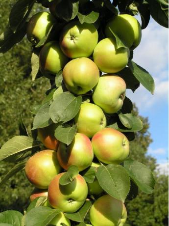 Kolumn äppelträd. Illustration för en artikel som används öppen källkod