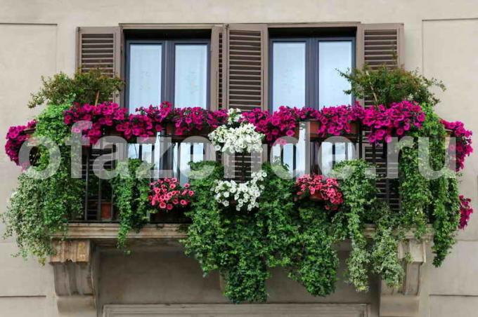 Blomma trädgård på balkongen med händerna: Tips trädgårdsmästare