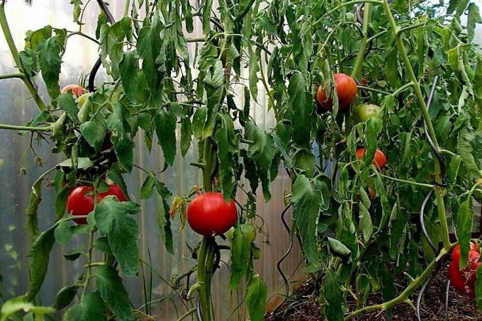 Stora fel i odling av tomater, på grund av vilka utbytet kan signifikant minskade