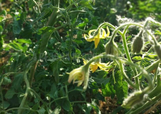 Hur ansöker topparna av tomater till förmån för trädgården: 5 bästa sätten att vända avfall till vinst