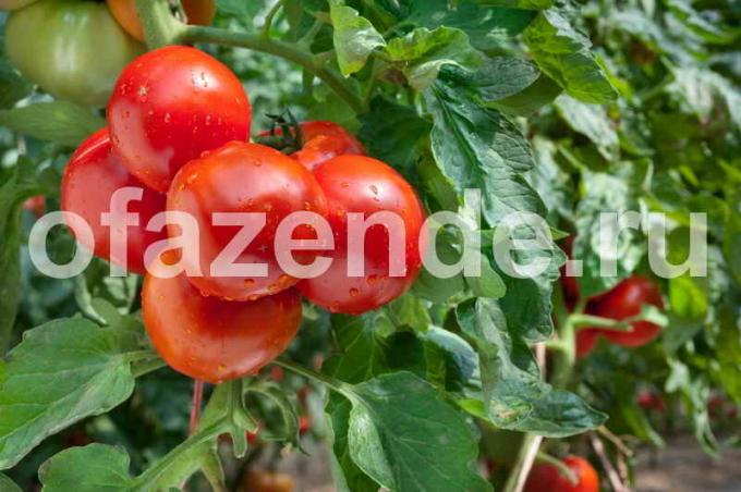 Tidiga sorter av tomater. Illustration för en artikel används för en standardlicens © ofazende.ru