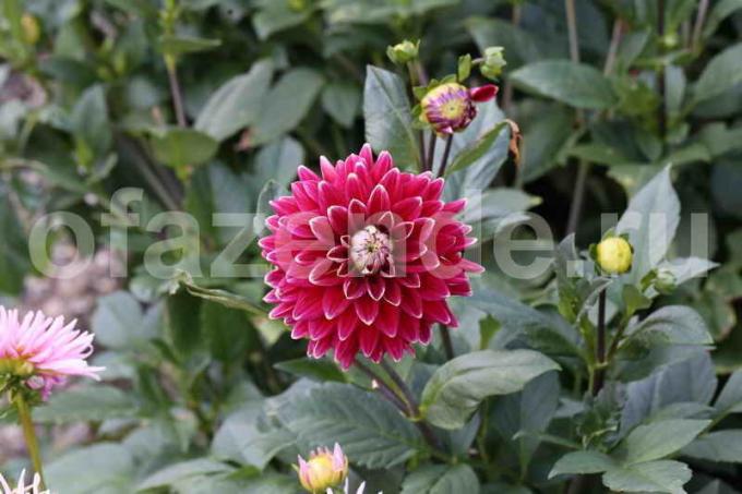 9 funktioner dahlia växande