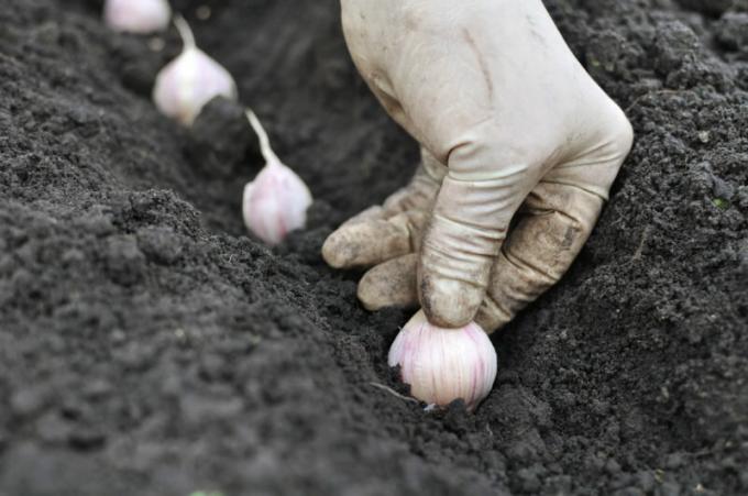 Trädgårdsmästare måste känna till reglerna för vitlök plantering innan vintern. Illustration för en artikel används för en standardlicens © ofazende.ru