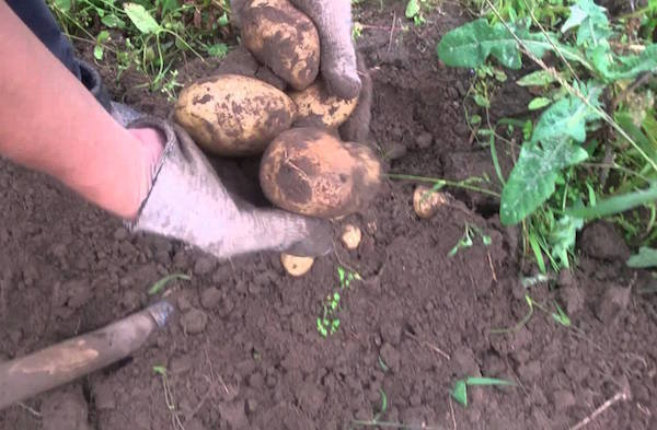 5 misstag under lagring av potatis, som kan förstöra grödan