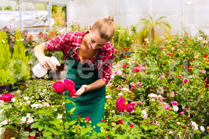 Växande rosor. Illustration för en artikel används för en standardlicens © ofazende.ru
