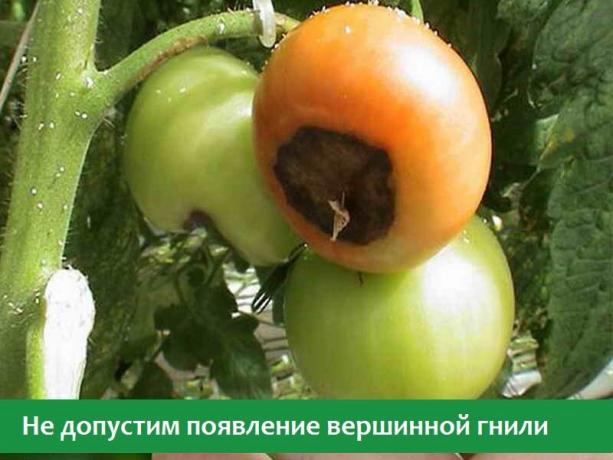 Blossom mjöldagg på tomater (Foto från öppna källor på Internet)
