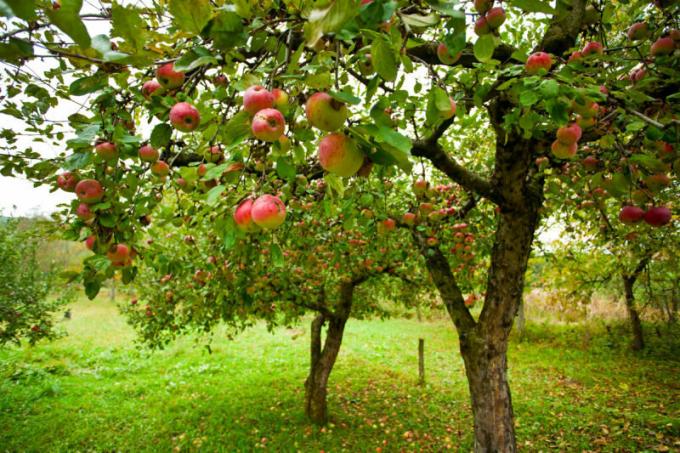 Många trädgårdsmästare står inför ett sådant problem, när äpplena ruttnar på äpple. Illustration för en artikel används för en standardlicens © ofazende.ru
