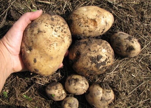 Som jag odlar potatis på sin mark, och alltid få en god skörd