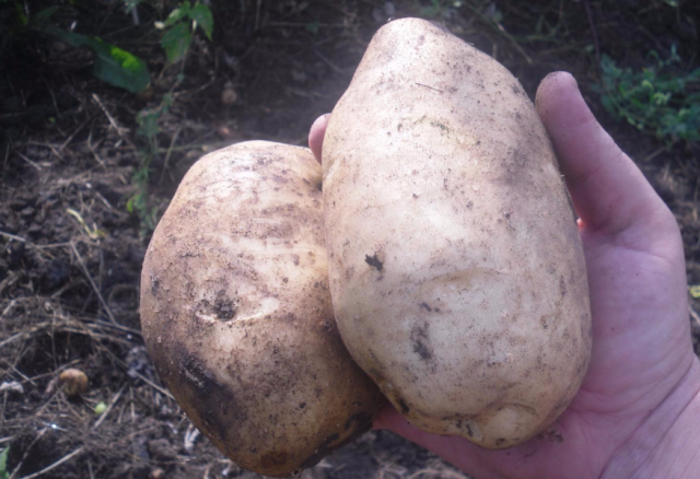 Grade potatis "Lasunok"