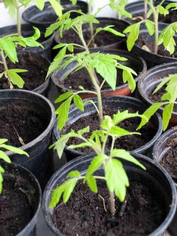 Gula löv av tomater i växthus och öppet fält: vad göra?