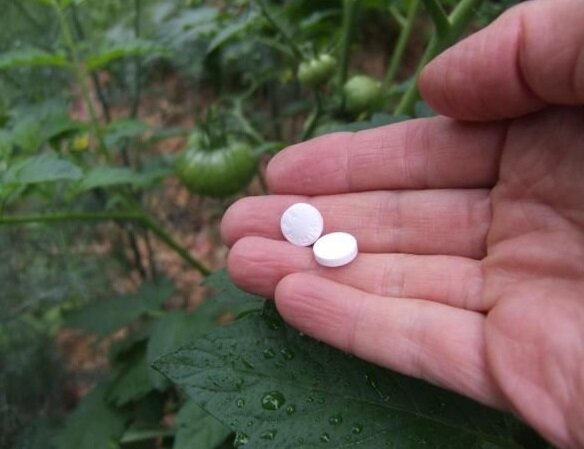 Hur att öka produktiviteten och behandla växter mot mjöldagg med hjälp av aspirin