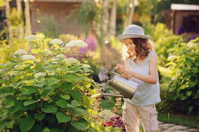 Vattning Hydrangea. Illustration för en artikel används för en standardlicens © ofazende.ru