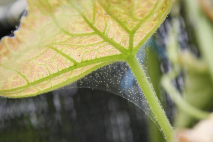 Hur man kan bli av spinnkvalster i växthus - tips