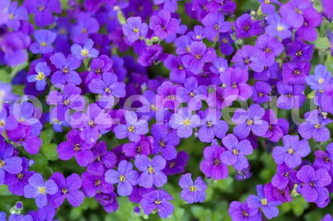 Aubretsiya eller Aubrieta. verkliga blommande mattor