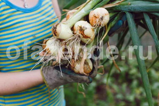 Hur får man en stor skörd av lök: 4 Quick Tips