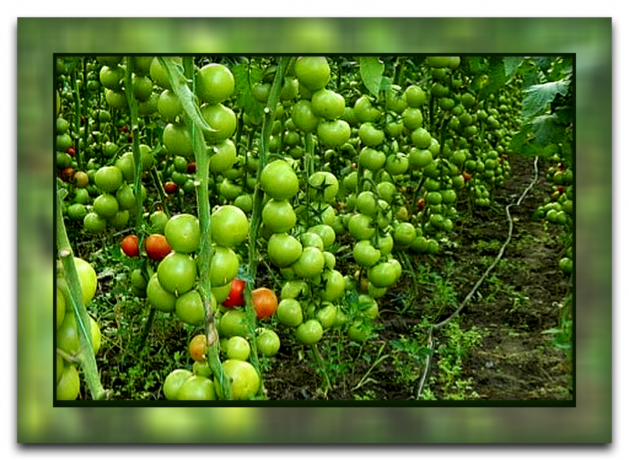 Hur och varför att bryta bladen av tomater som du får en bra skörd, och varför denna metod är så populär